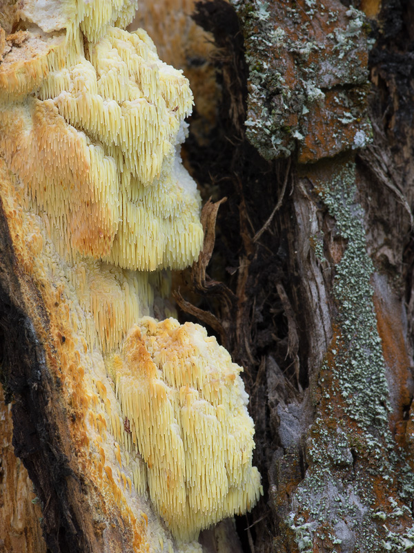 Sarcodontia crocea